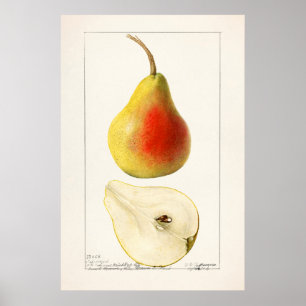 Vintage Botanical Illustration Poster