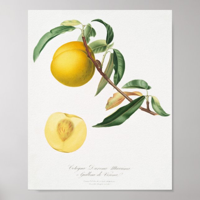 Vintage Botanical Illustration Poster (Front)