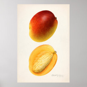 Vintage Botanical Illustration Poster