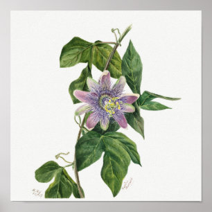 Vintage Botanical Illustration Poster