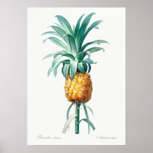 Vintage Botanical Illustration Poster