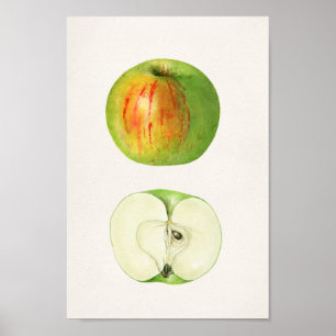 Vintage Botanical Illustration Poster