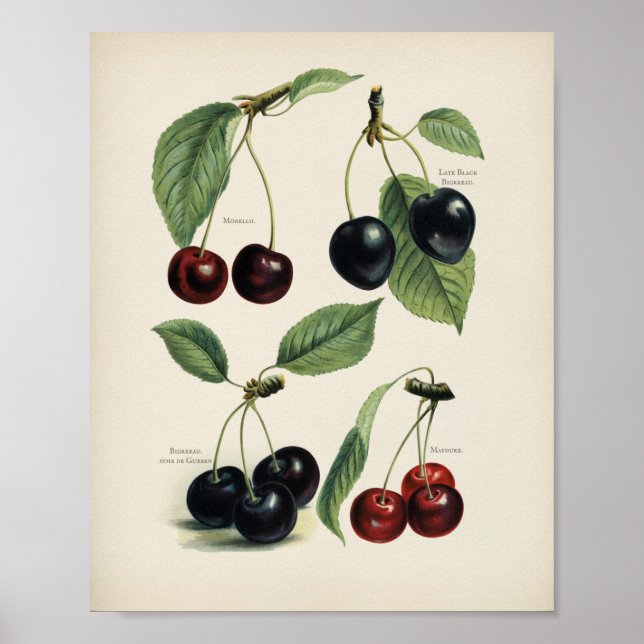 Vintage Botanical Illustration Poster (Front)
