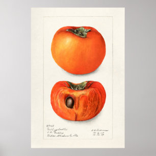 Vintage Botanical Illustration Poster