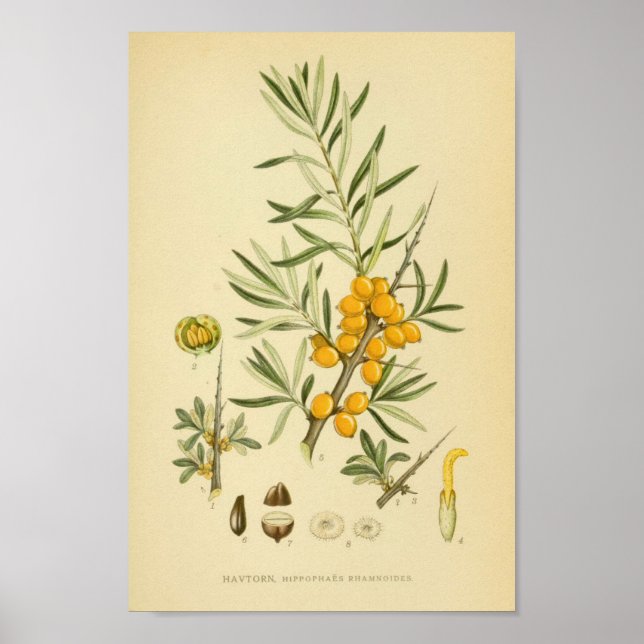 Vintage Botanical Illustration Poster (Front)