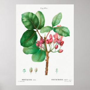 Vintage Botanical Illustration Poster