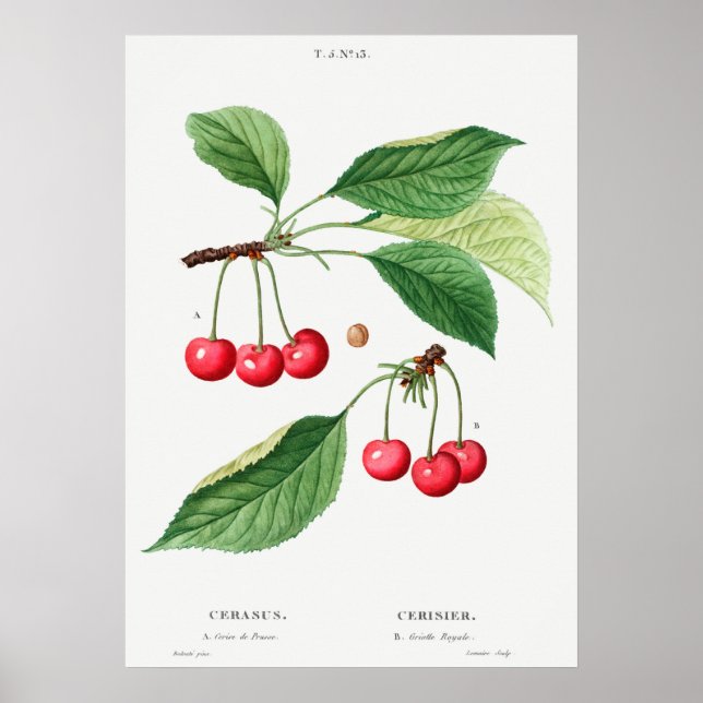 Vintage Botanical Illustration Poster (Front)
