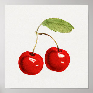 Vintage Botanical Illustration Poster