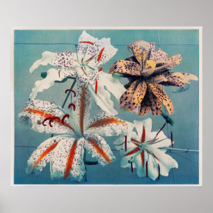 Vintage Botanical Illustration Poster