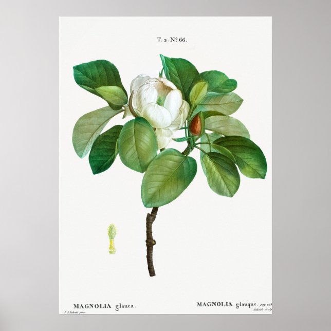 Vintage Botanical Illustration Poster (Front)