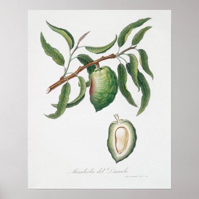 Vintage Botanical Illustration Poster (Front)