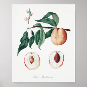 Vintage Botanical Illustration Poster