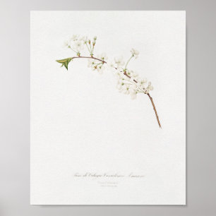 Vintage Botanical Illustration Poster