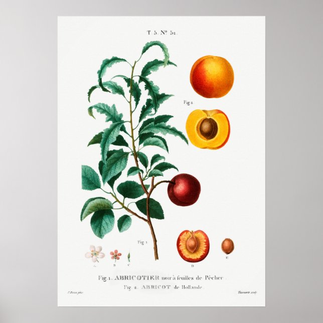 Vintage Botanical Illustration Poster (Front)
