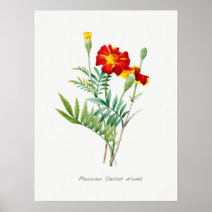 Vintage Botanical Illustration Poster