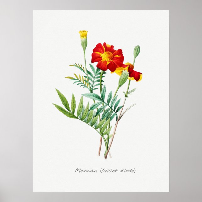Vintage Botanical Illustration Poster (Front)