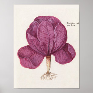 Vintage Botanical Illustration Poster