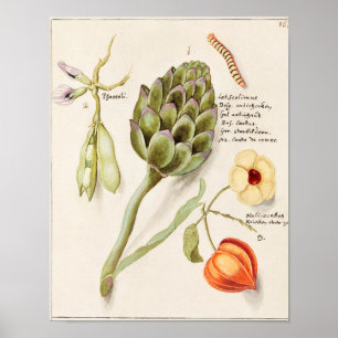 Vintage Botanical Illustration Poster