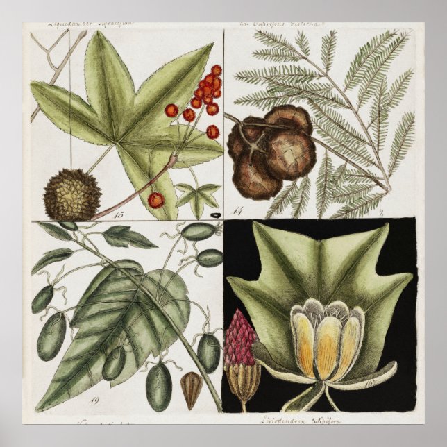Vintage Botanical Illustration Poster (Front)