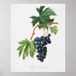 Vintage Botanical Illustration Poster