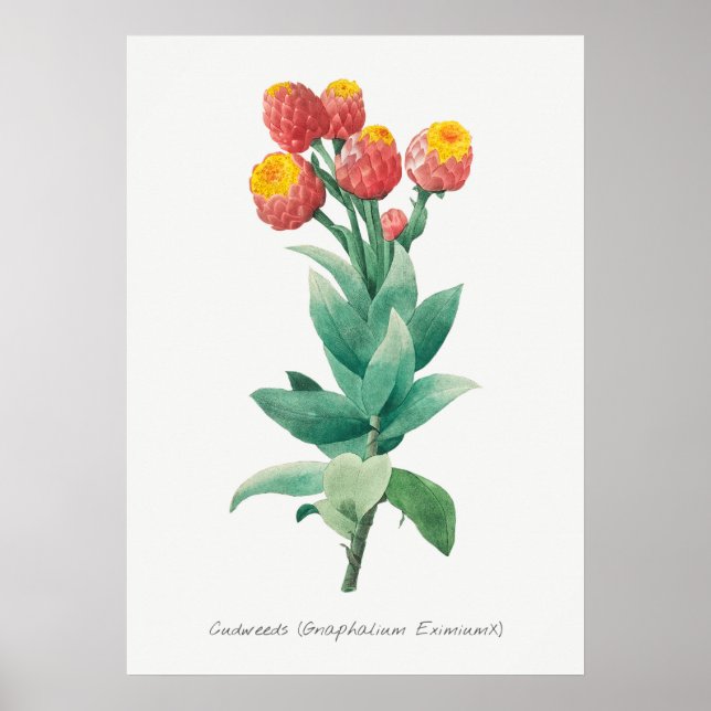 Vintage Botanical Illustration Poster (Front)