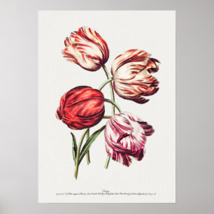Vintage Botanical Illustration Poster