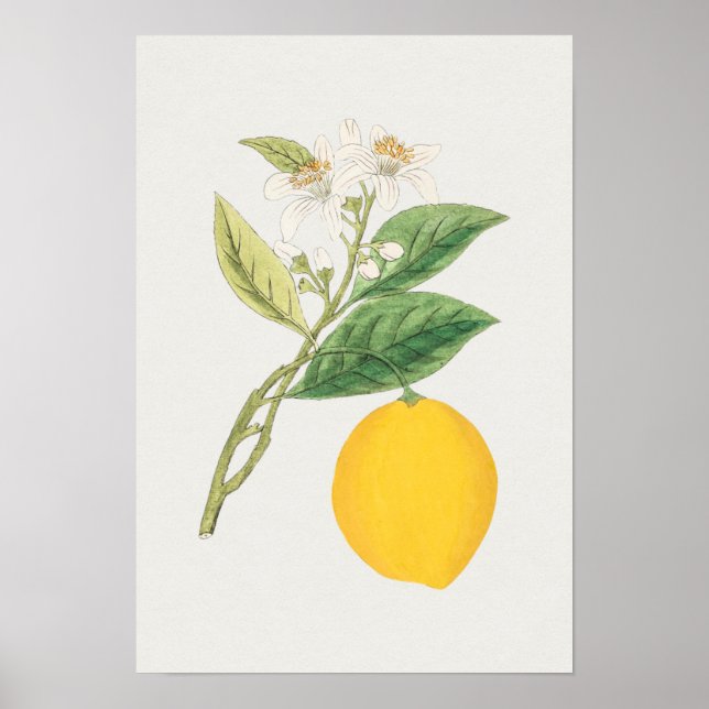 Vintage Botanical Illustration Poster (Front)