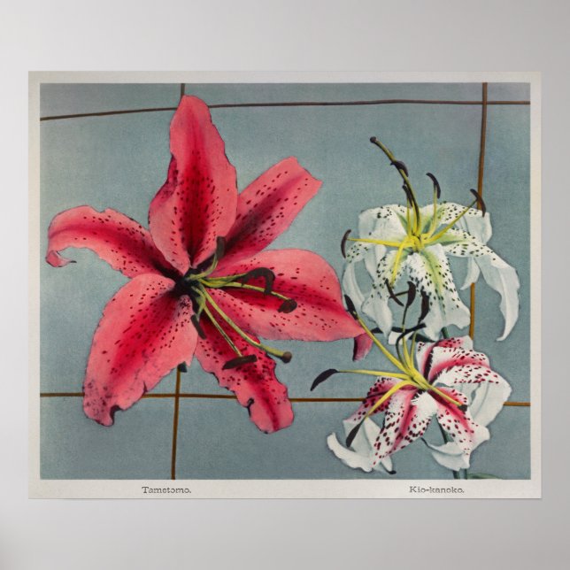 Vintage Botanical Illustration Poster (Front)