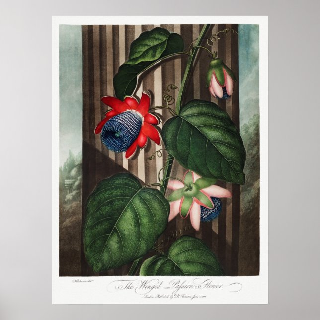 Vintage Botanical Illustration Poster (Front)