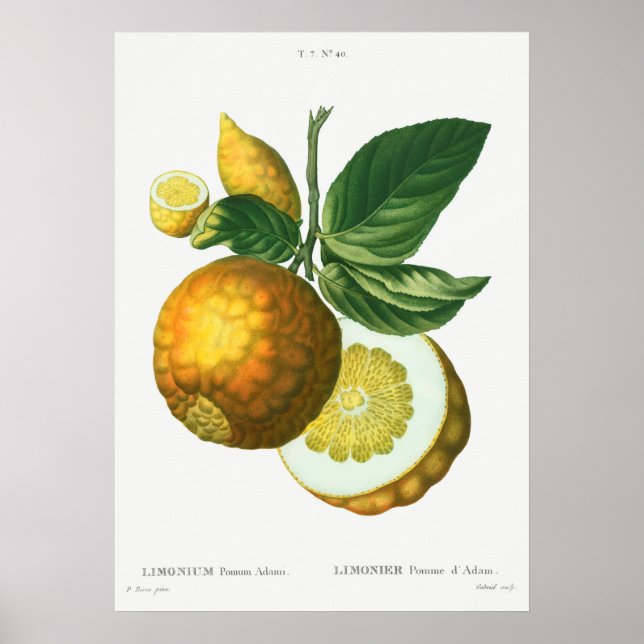 Vintage Botanical Illustration Poster (Front)
