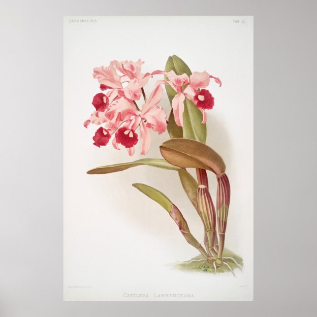 Vintage Botanical Illustration Poster (Front)