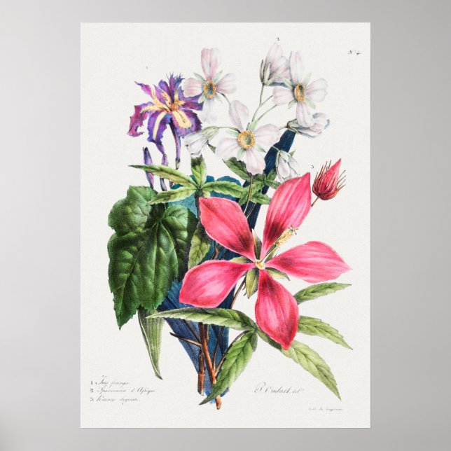 Vintage Botanical Illustration Poster (Front)