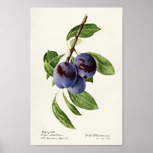 Vintage Botanical Illustration Poster