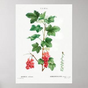Vintage Botanical Illustration Poster
