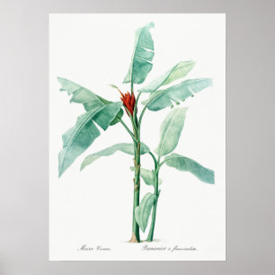 Vintage Botanical Illustration Poster