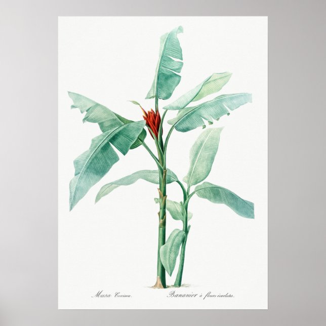Vintage Botanical Illustration Poster (Front)