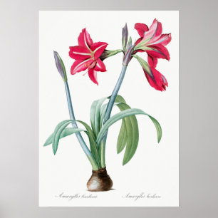 Vintage Botanical Illustration Poster