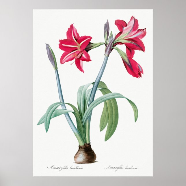 Vintage Botanical Illustration Poster (Front)