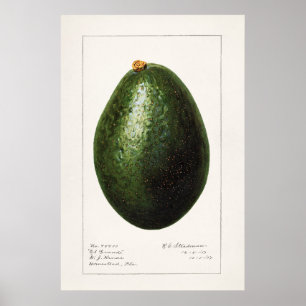 Vintage Botanical Illustration Poster