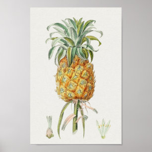 Vintage Botanical Illustration Poster