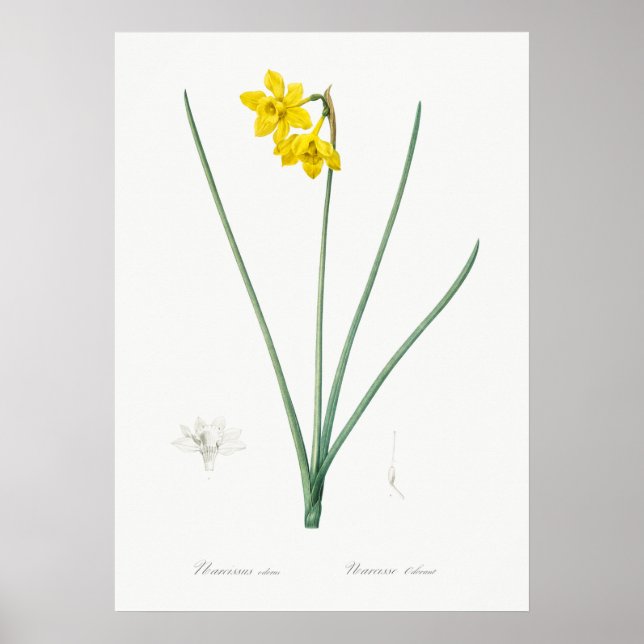 Vintage Botanical Illustration Poster (Front)