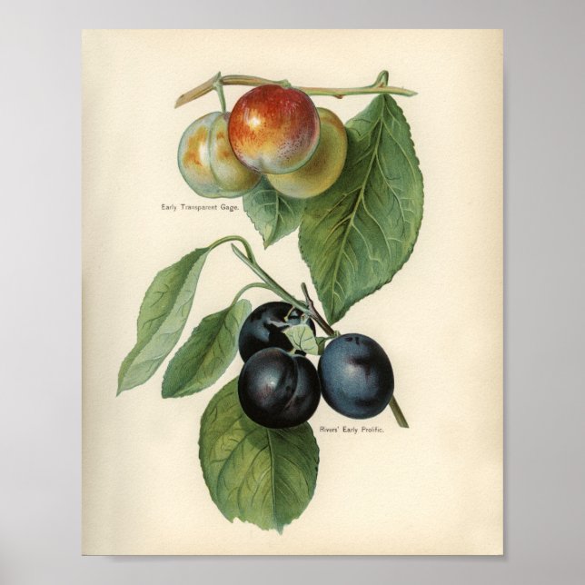 Vintage Botanical Illustration Poster (Front)