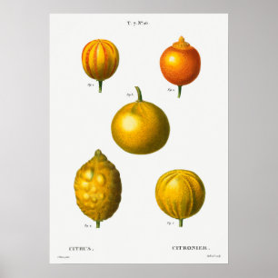 Vintage Botanical Illustration Poster