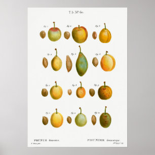 Vintage Botanical Illustration Poster