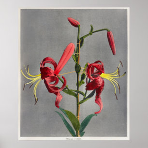 Vintage Botanical Illustration Poster