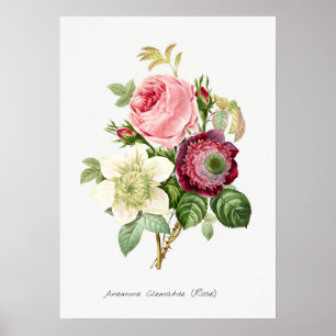 Vintage Botanical Illustration Poster