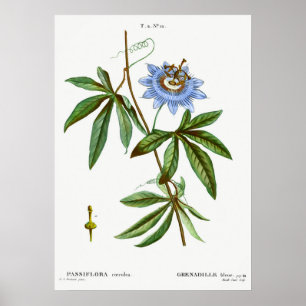 Vintage Botanical Illustration Poster