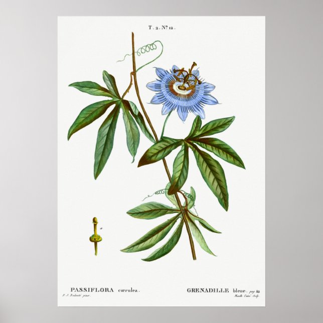 Vintage Botanical Illustration Poster (Front)