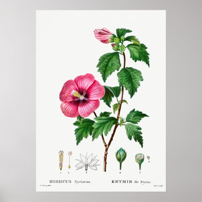 Vintage Botanical Illustration Poster (Front)