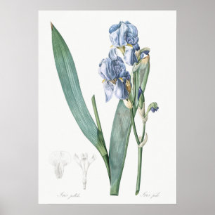 Vintage Botanical Illustration Poster